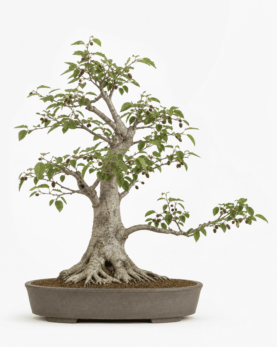 Red alder bonsai with smooth gray bark, serrated leaves, woody strobiles, and a warm gray-brown oval pot