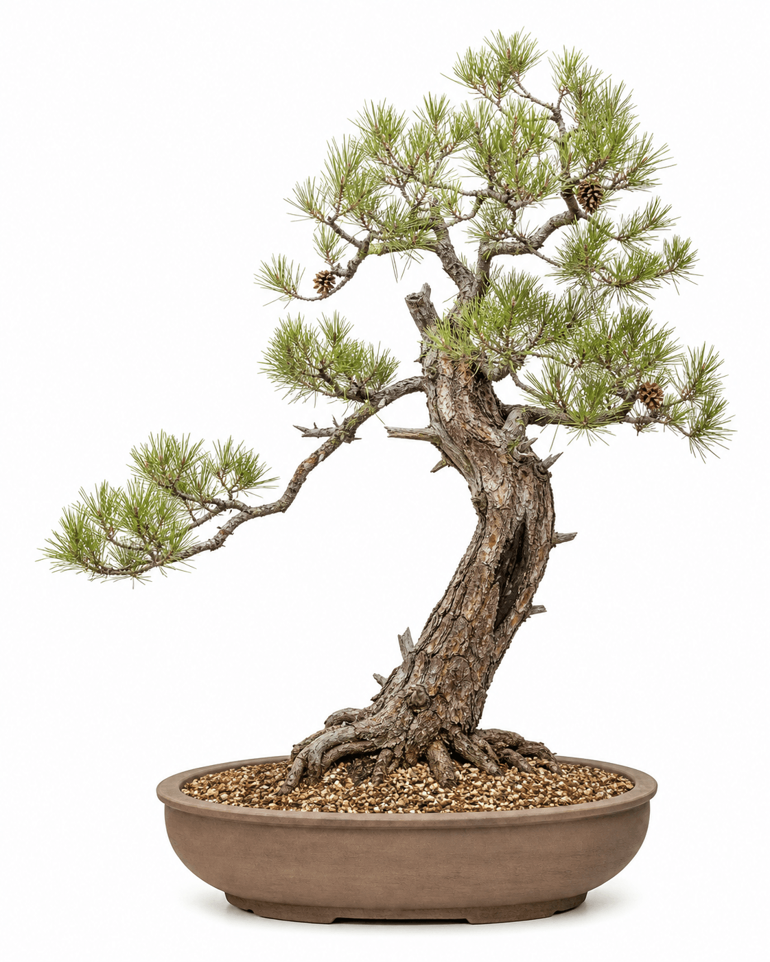 Aleppo pine bonsai with an open irregular crown, paired light-green needles, persistent cones, and a shallow unglazed oval pot