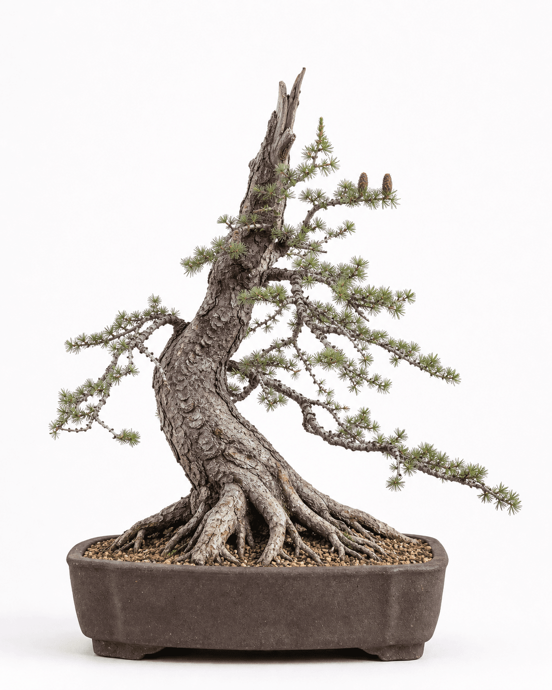 Alpine larch bonsai with rock-gripping roots, scaly bark, a broken top, sparse green needle rosettes, small cones, and an unglazed rectangular pot