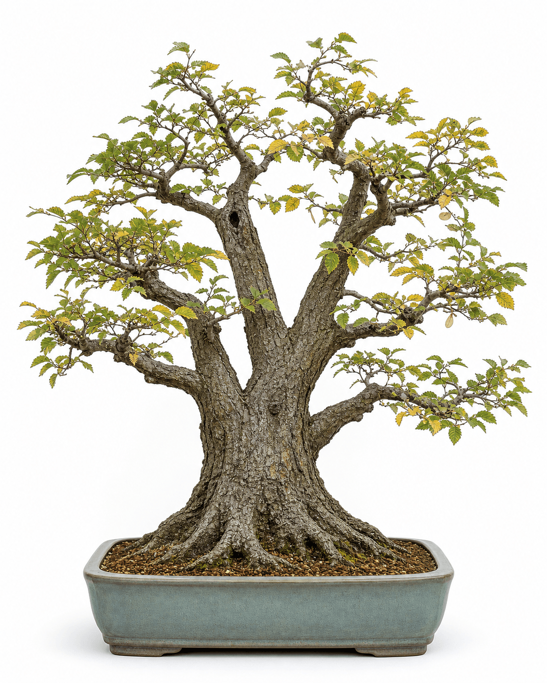 American elm bonsai in a broad vase style with rough gray bark, early-autumn foliage, and a muted blue-gray pot
