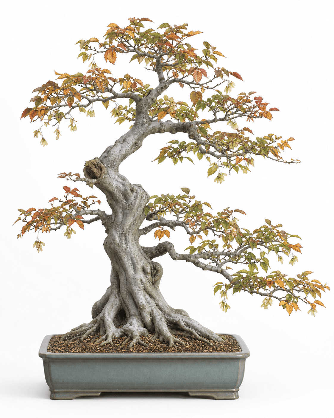 American hornbeam bonsai with a muscular gray trunk, autumn leaves, hanging fruit bracts, and a gray-blue rectangular pot