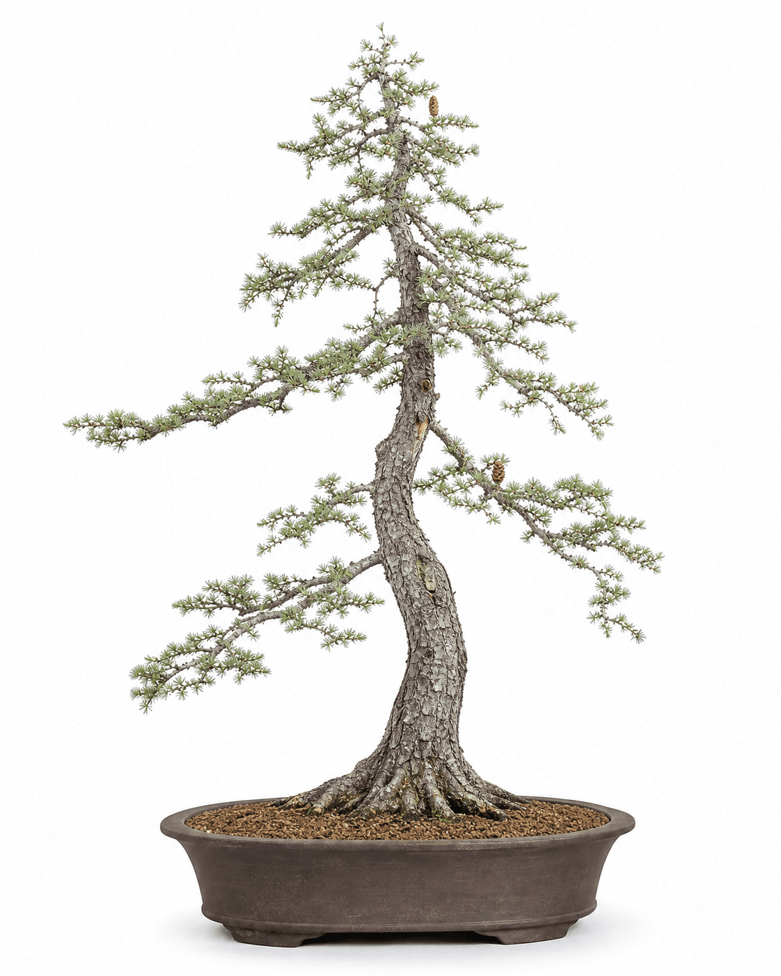 American larch bonsai with gray bark and twigs, open green needle rosettes, small cones, and an unglazed oval pot