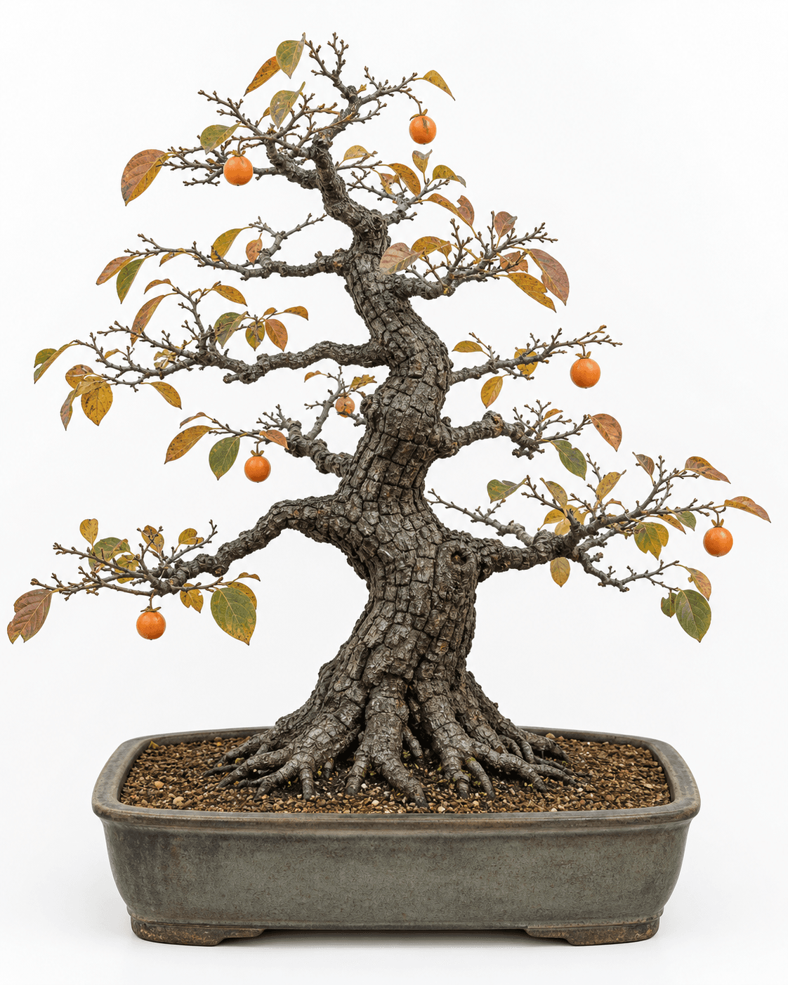 American persimmon bonsai with blocky bark, sparse autumn foliage, seven small orange fruit, and a muted moss-gray rectangular pot