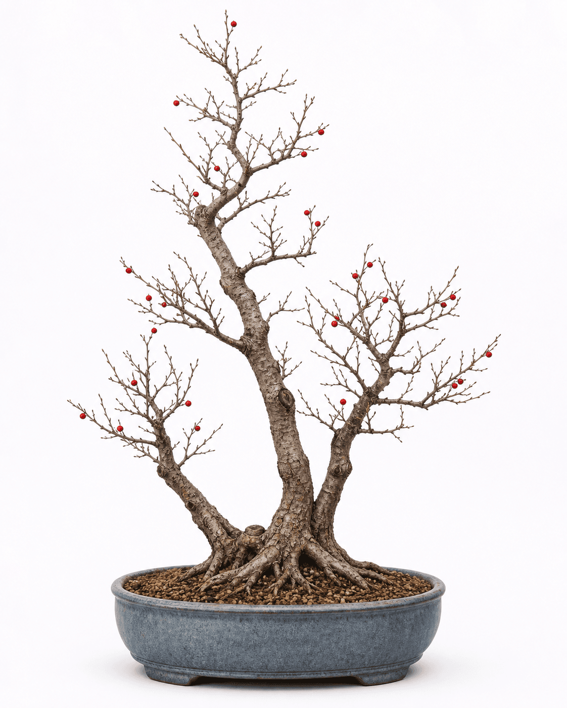 American winterberry bonsai in a connected three-trunk clump with sparse red berries, gray-brown bark, and a dusty blue-gray oval pot