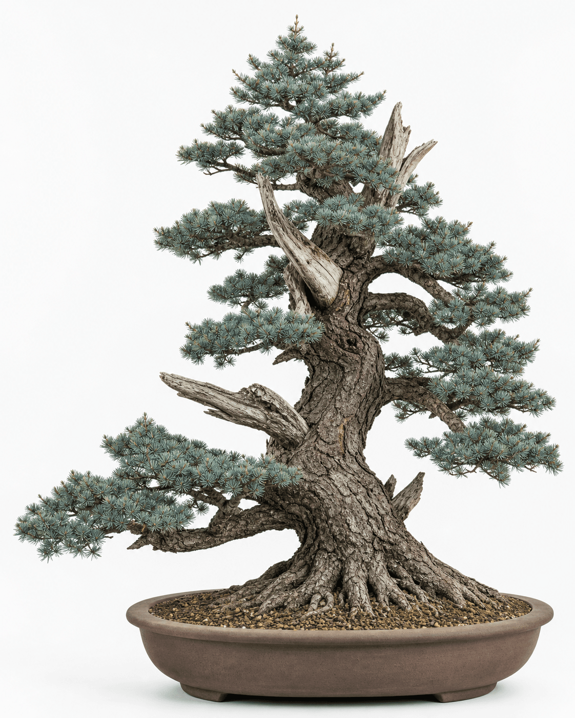 Atlas cedar bonsai with blue-green needle rosettes, broad out-and-up branches, old fissured bark, structural deadwood, and an unglazed oval pot