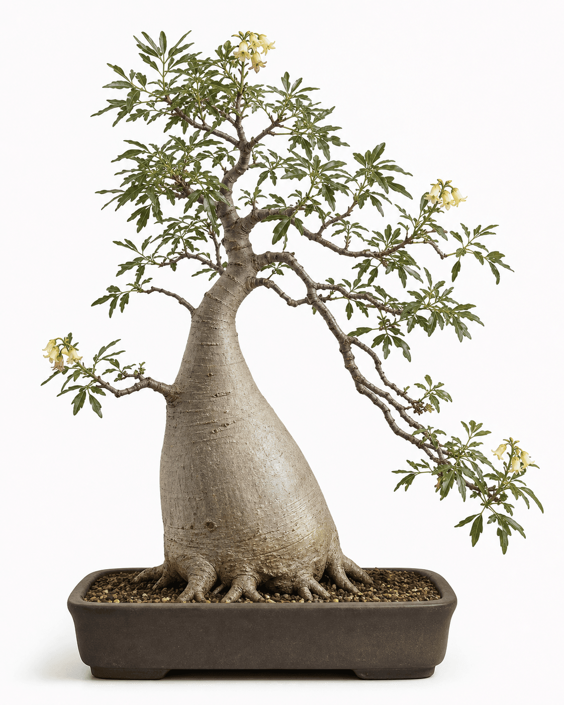 Australian bottle tree bonsai with a smooth swollen trunk, narrow variable leaves, cream flowers, and a dark unglazed pot