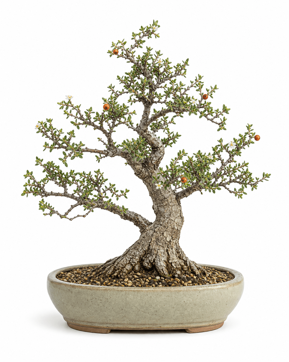Bahama berry bonsai with tiny opposite leaves, white flowers, orange fruit, an aged gray trunk, and a pale glazed oval pot
