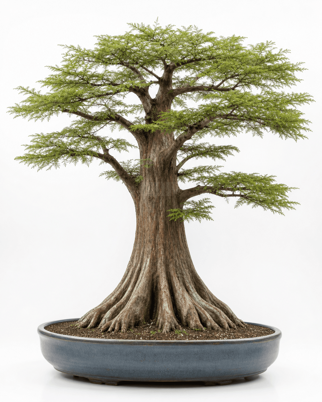 Bald cypress bonsai in a flat-top style with a broad buttressed base, feathery green foliage, and a blue-gray glazed oval pot