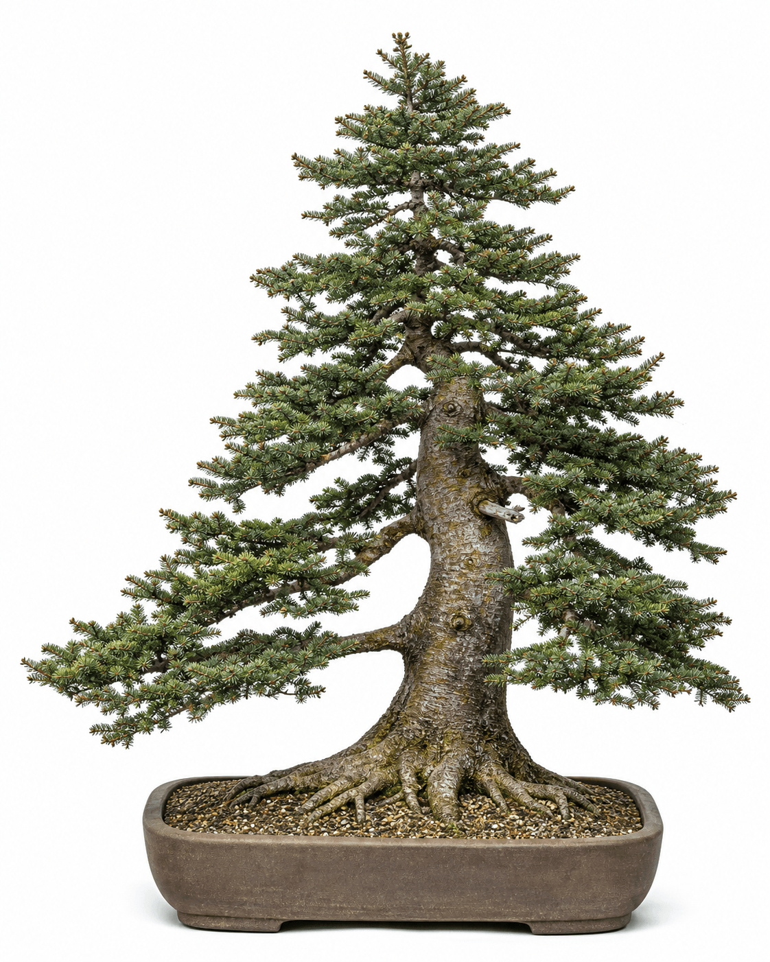 Balsam fir bonsai with short dark-green needles, a resin-blistered informal-upright trunk, asymmetric northern branches, and an unglazed rectangular pot