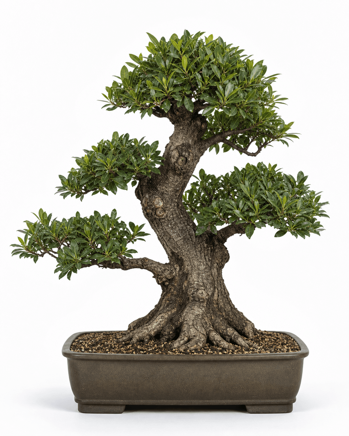 Bay laurel bonsai with a powerful fissured trunk, glossy lanceolate foliage, and a warm charcoal-olive rectangular pot