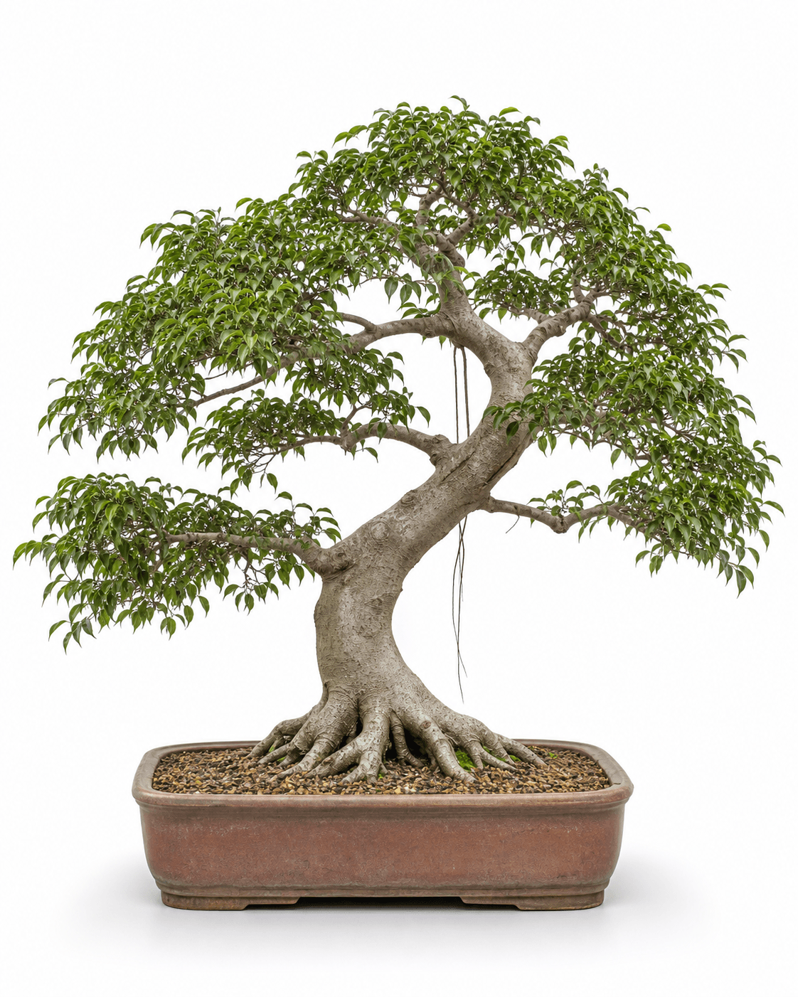 Benjamin fig bonsai with a pale gray trunk, broad weeping evergreen canopy, fine aerial roots, and a faded terracotta rectangular pot