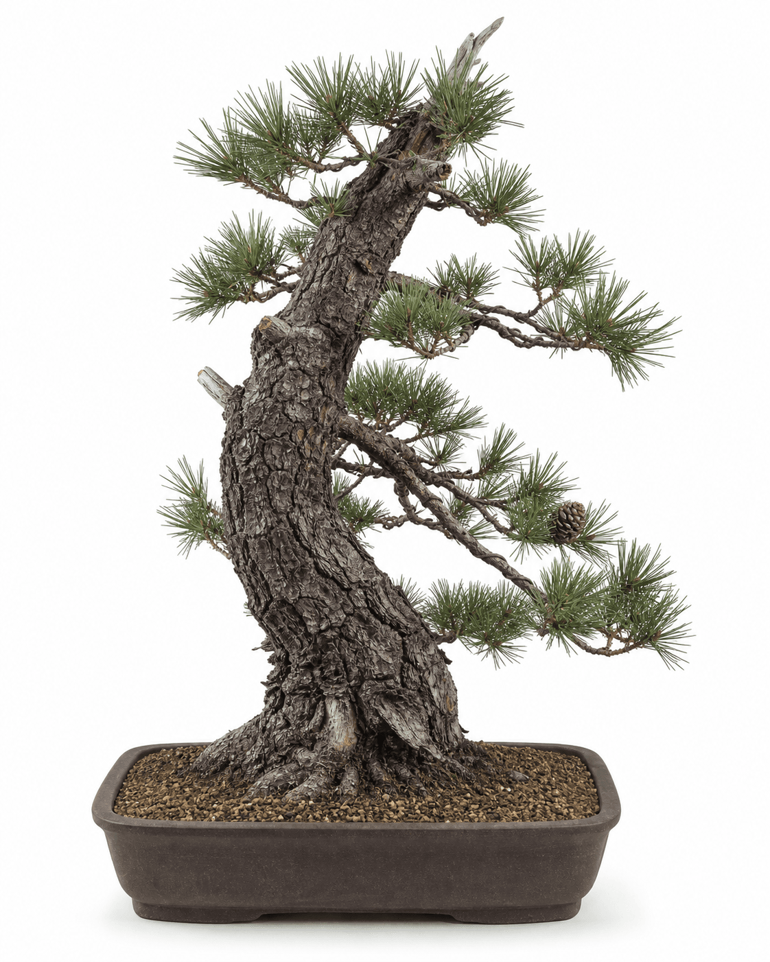 Bishop pine bonsai with long paired needles, a persistent cone, rugged coastal movement, and an unglazed brown pot