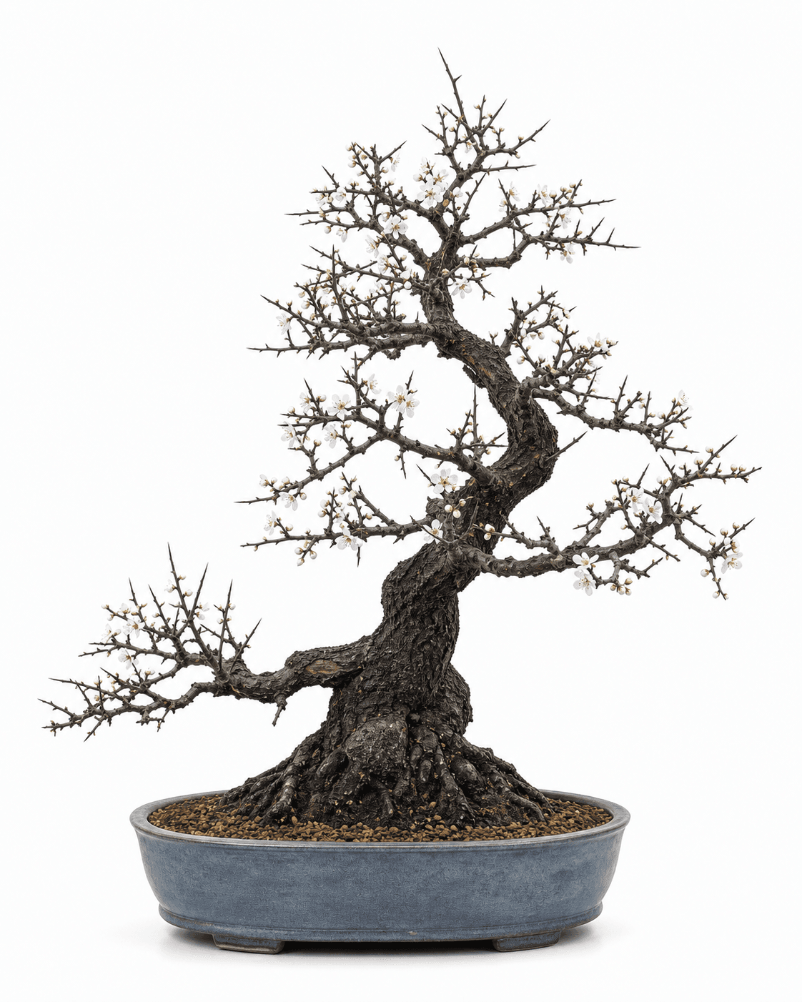 Blackthorn bonsai with dark fissured bark, angular thorny branches, sparse white flowers and buds, and a smoky blue-gray oval pot