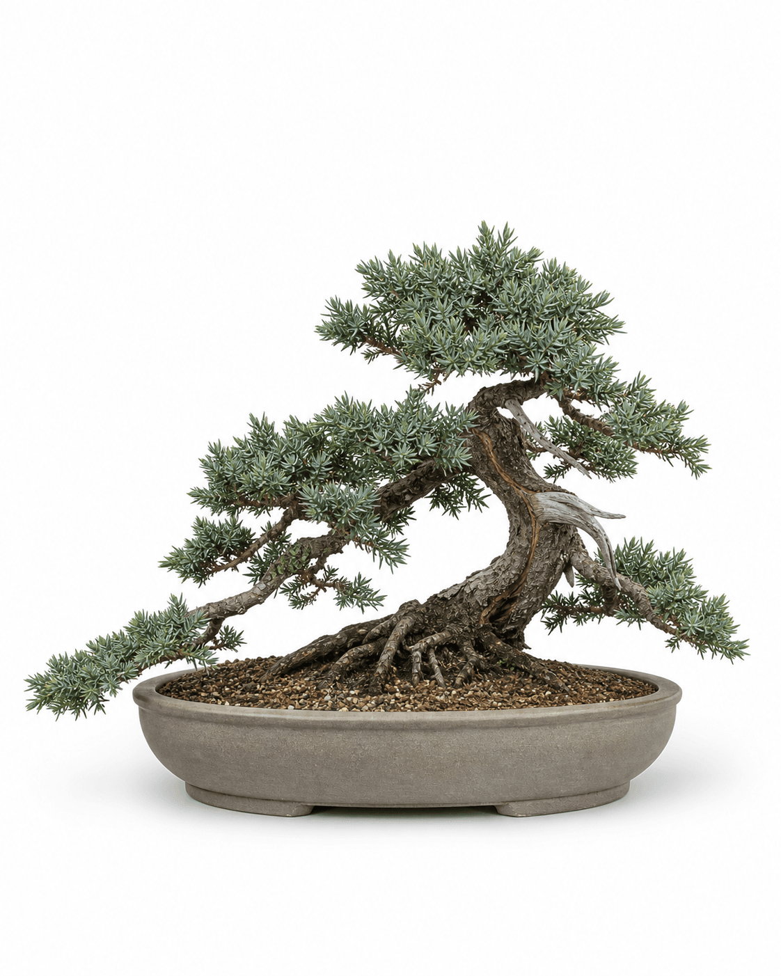 Blue Pacific shore juniper bonsai with a low trailing trunk, ocean blue-green awl foliage, modest deadwood, and a shallow unglazed oval pot