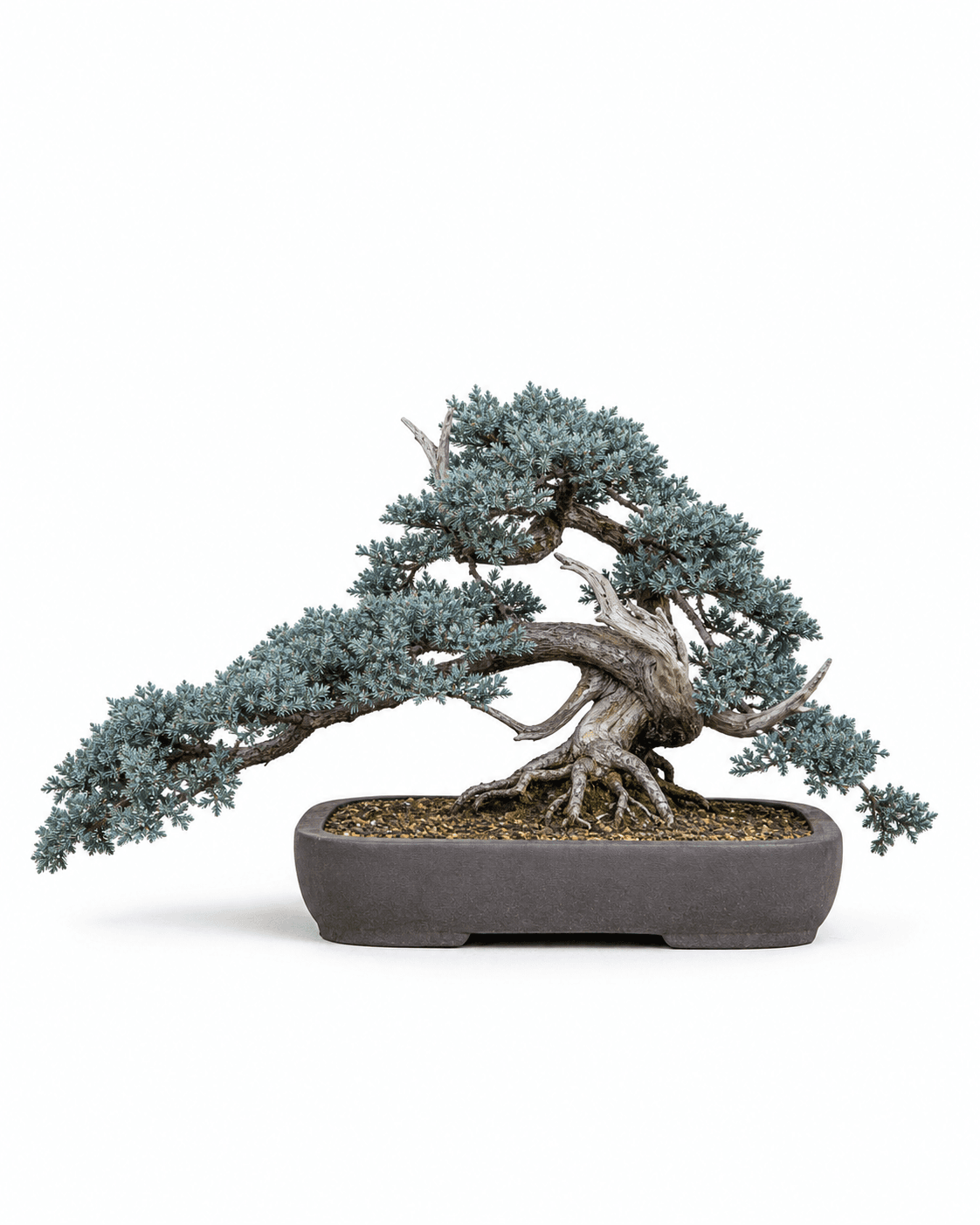 Blue Rug juniper bonsai with a low horizontal trunk, silver-blue creeping foliage, restrained deadwood, and a shallow unglazed rectangular pot