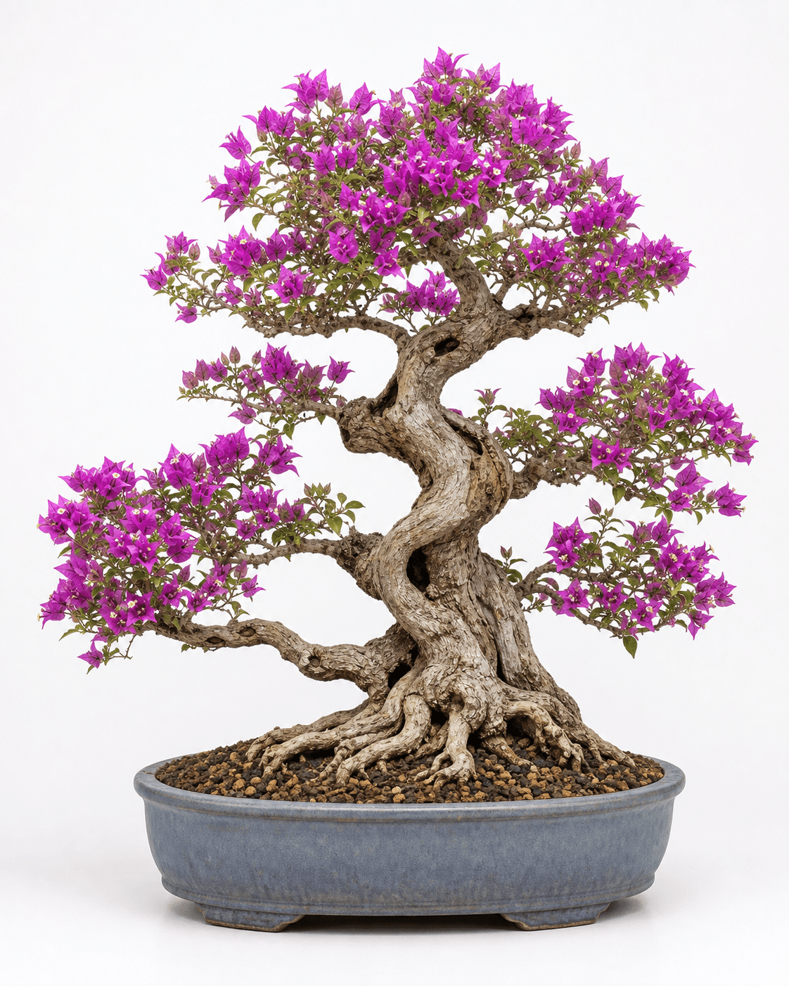 Purple-magenta bougainvillea bonsai with a contorted trunk in a blue-gray glazed oval pot