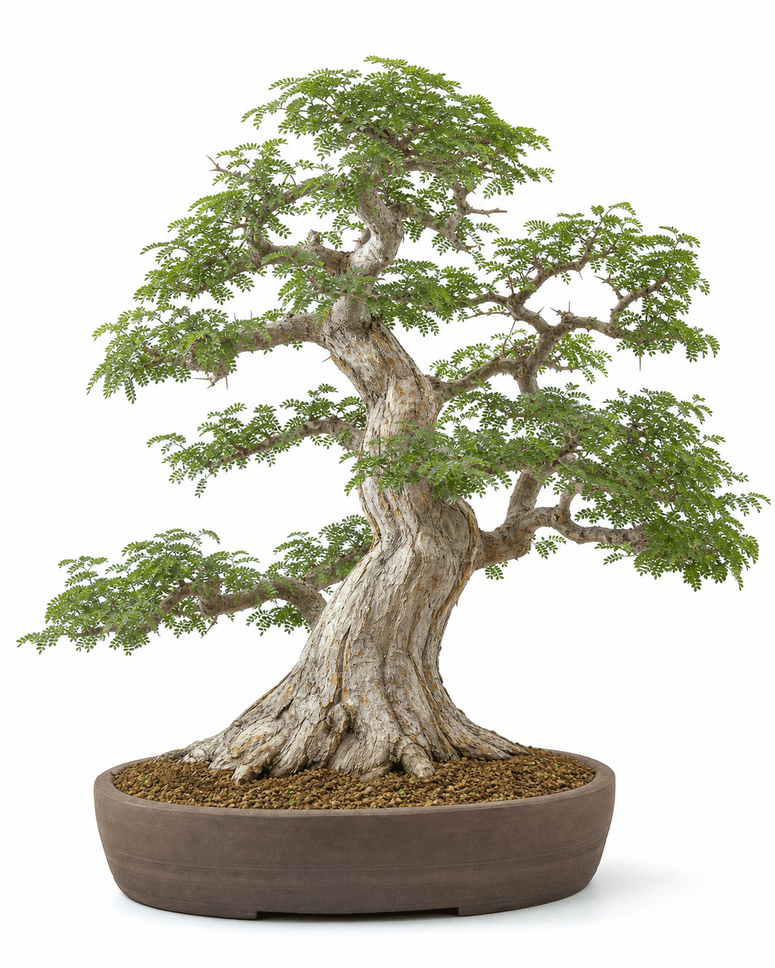 Brazilian rain tree bonsai in an informal upright style with fine compound foliage, a fluted pale trunk, and an unglazed brown oval pot