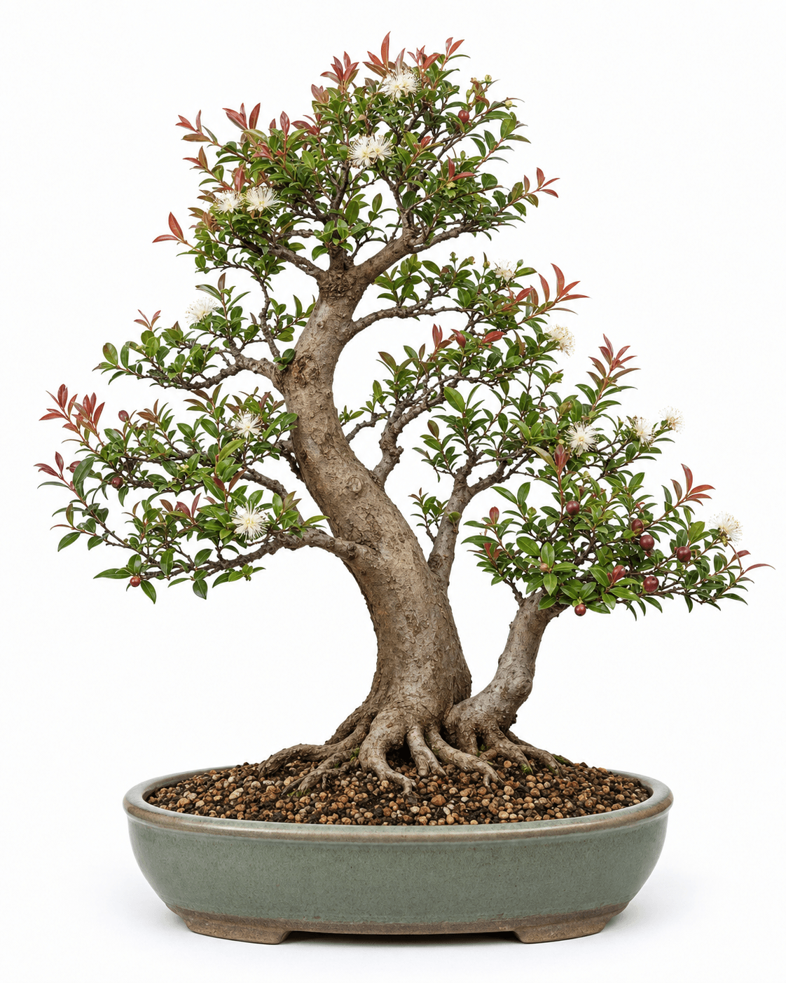 Brush cherry bonsai with glossy opposite leaves, copper-red new growth, white flowers, magenta fruit, and a muted oval pot