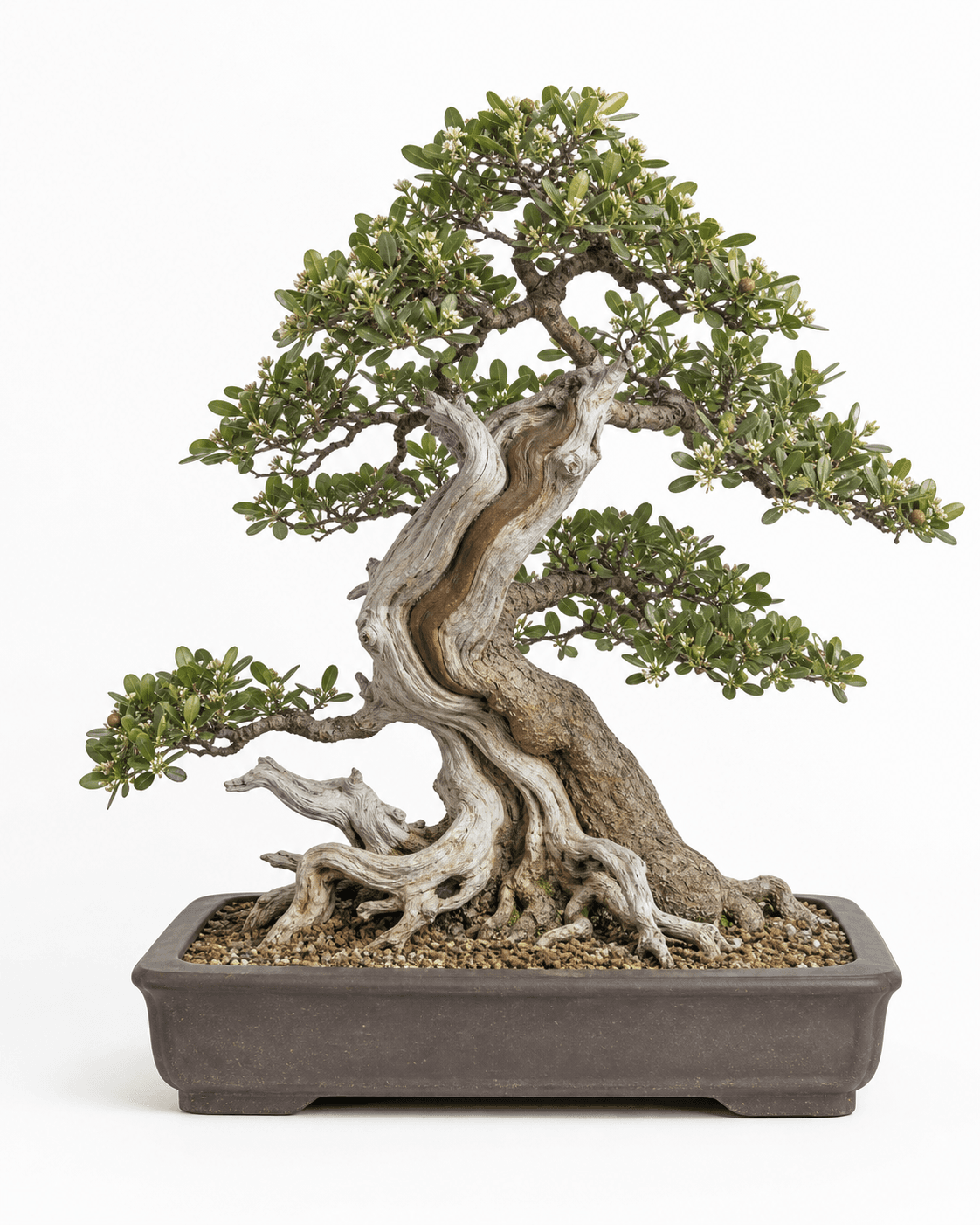 Buttonwood bonsai with coastal deadwood, compact green foliage, a twisting live vein, and an unglazed rectangular pot