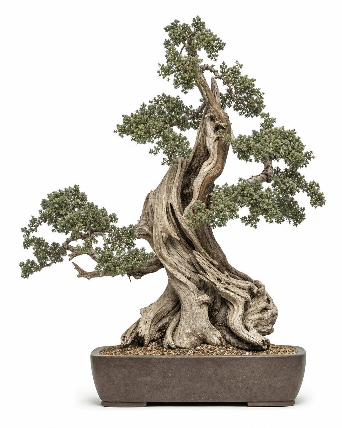 California juniper bonsai with massive weathered deadwood, a reddish live vein, coarse scale foliage, and an unglazed rectangular pot