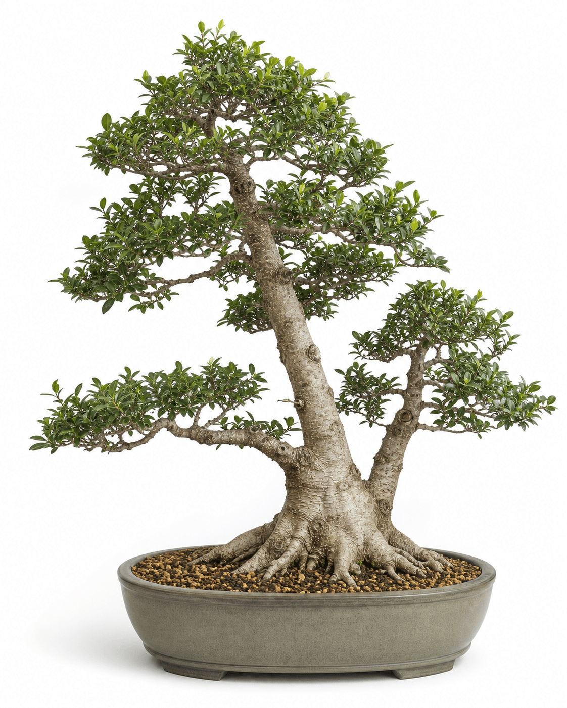 California privet bonsai with an unequal twin-trunk hedge base, small glossy oval leaves, open branch tiers, and a warm gray-green oval pot