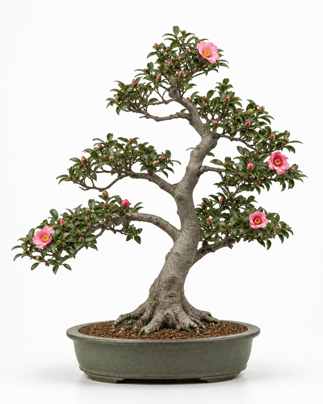 Sasanqua camellia bonsai with an aged gray trunk, glossy serrated leaves, pink flowers, flower buds, and a muted gray-green oval pot