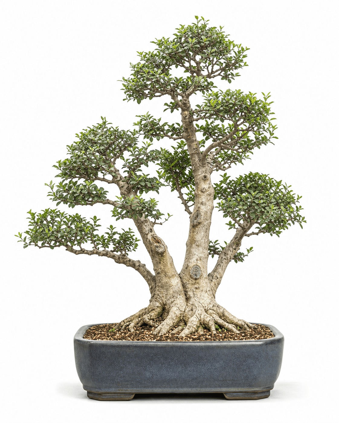 Chinese privet bonsai with a fused three-trunk base, pale aged bark, small opposite leaves, healed hedge scars, and a smoky blue-gray rectangular pot