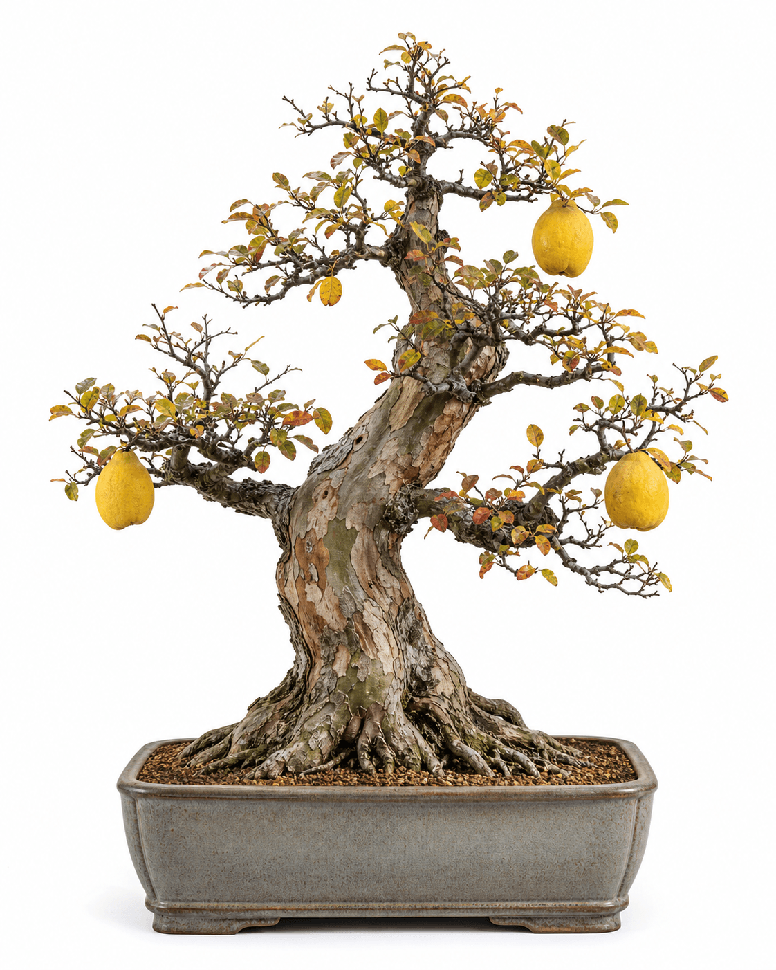 Chinese quince bonsai with exfoliating bark, sparse autumn foliage, three yellow fruit, and a warm ash-gray rectangular pot