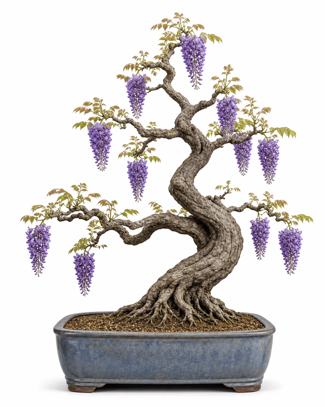 Chinese wisteria bonsai with a muscular slanting trunk, compact violet flower racemes, emerging foliage, and a blue-gray rectangular pot