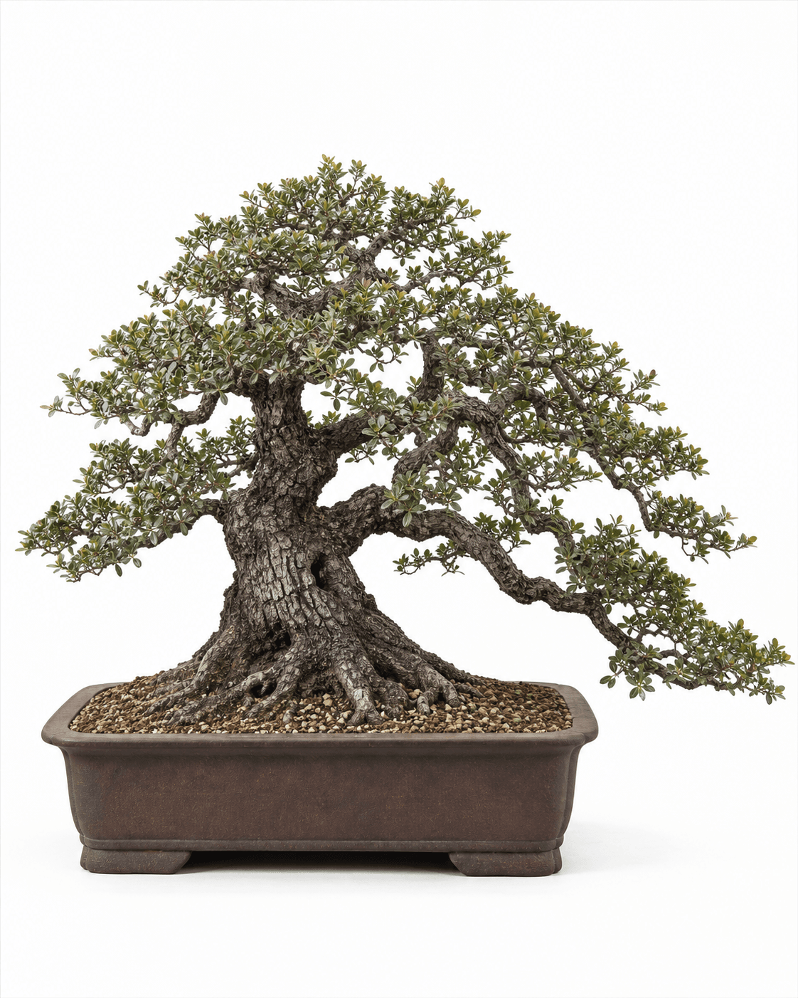 Coast live oak bonsai with a broad spreading crown, rugged dark bark, and an unglazed brown pot