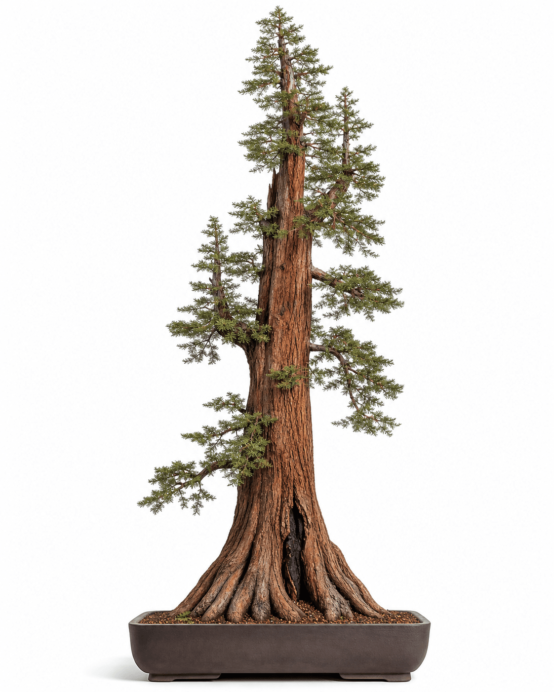 Coast redwood bonsai with a tall narrow trunk, buttressed roots, fibrous red bark, small reiterating crowns, and an unglazed rectangular pot
