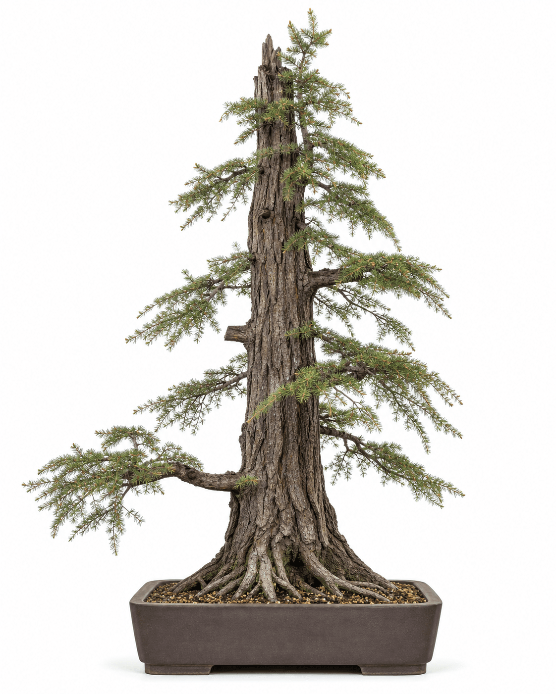 Coastal Douglas-fir bonsai with a towering furrowed trunk, sparse lateral needle branches, a broken crown, and an unglazed rectangular pot