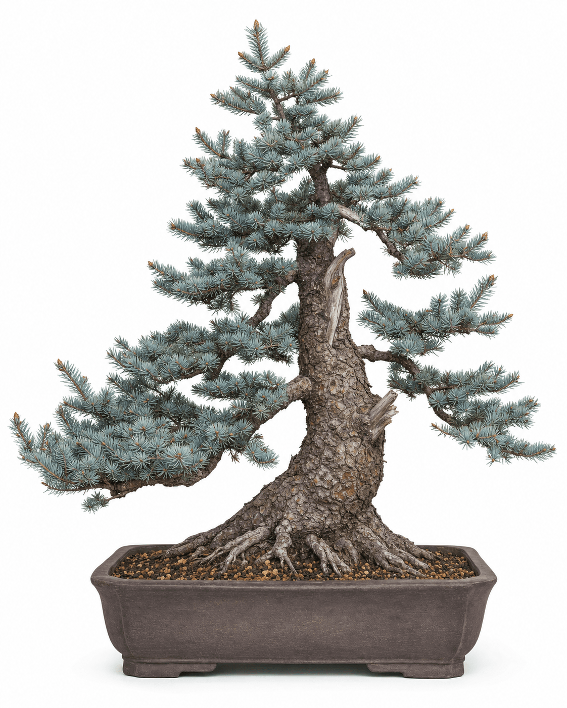 Colorado blue spruce bonsai with coarse silver-blue radial needles, rugged snow-shaped branches, old scaly bark, and an unglazed rectangular pot