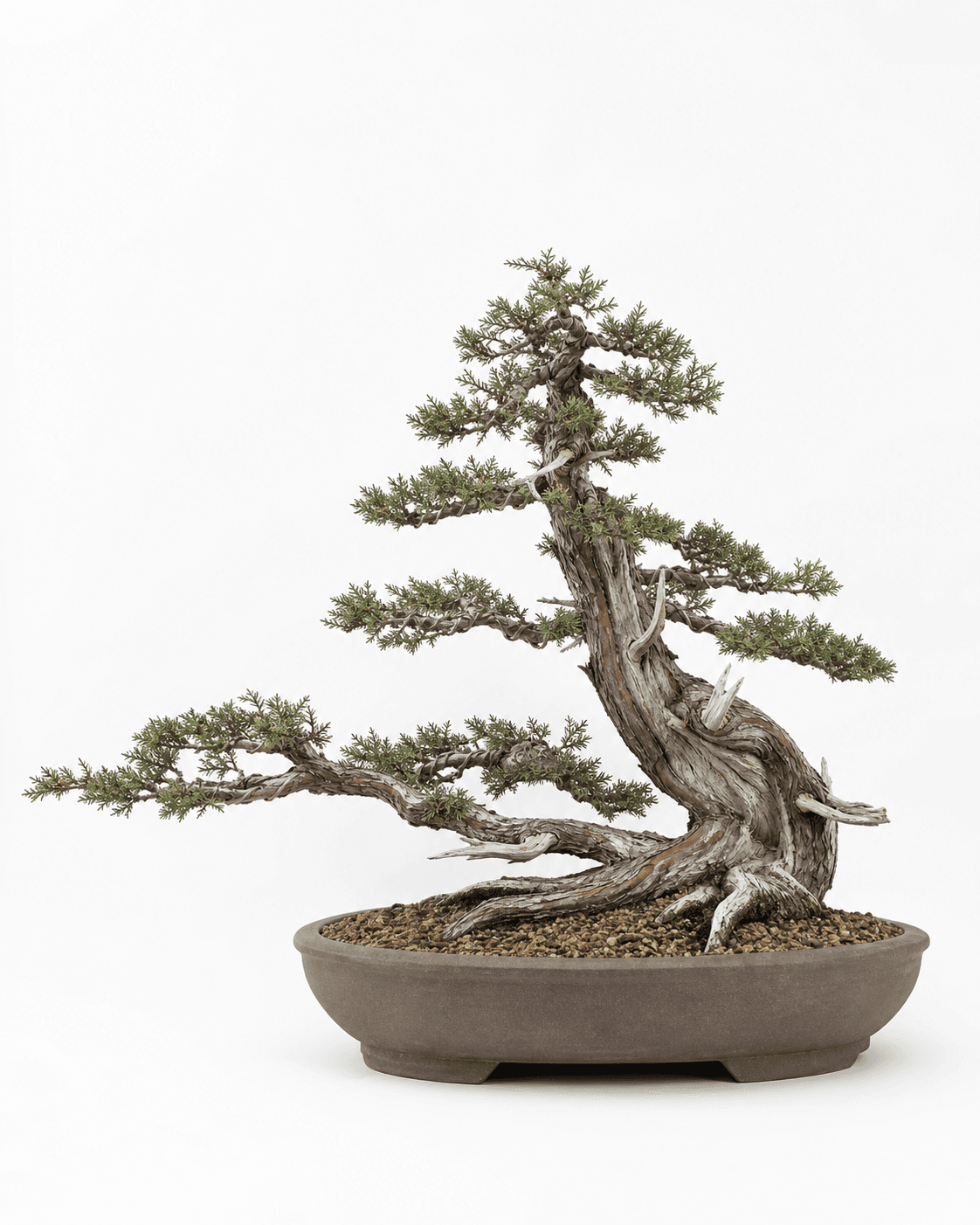 Common juniper bonsai with a low windswept trunk, short needle foliage, modest deadwood, and a broad unglazed oval pot