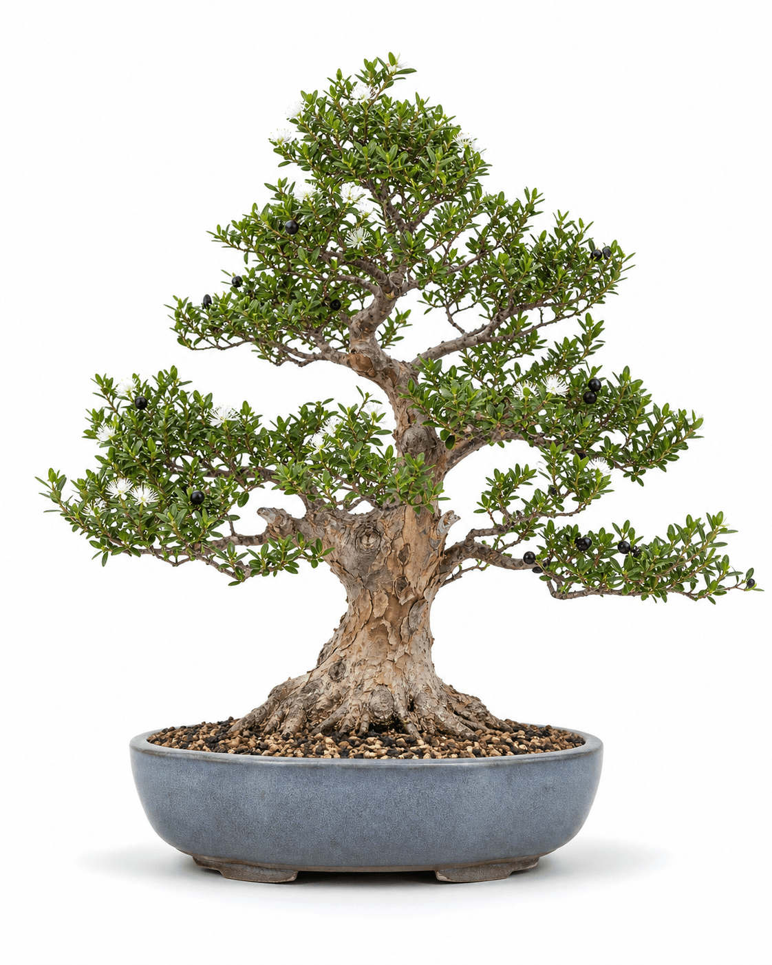 Common myrtle bonsai with peeling warm bark, small aromatic leaves, white flowers, dark berries, and a dusty blue-gray oval pot