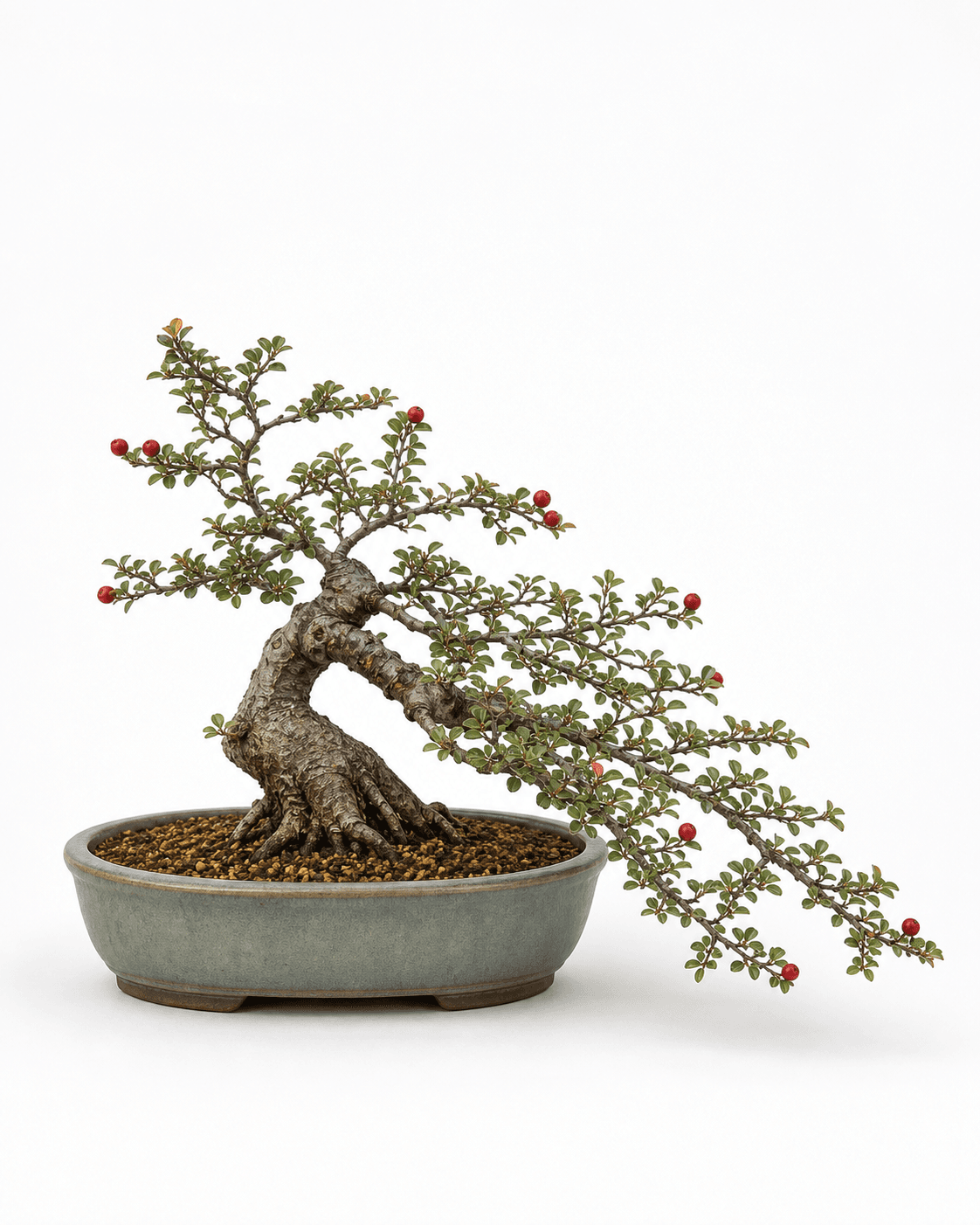 Rockspray cotoneaster bonsai with low fish-bone branching, small red berries, and a muted celadon oval pot