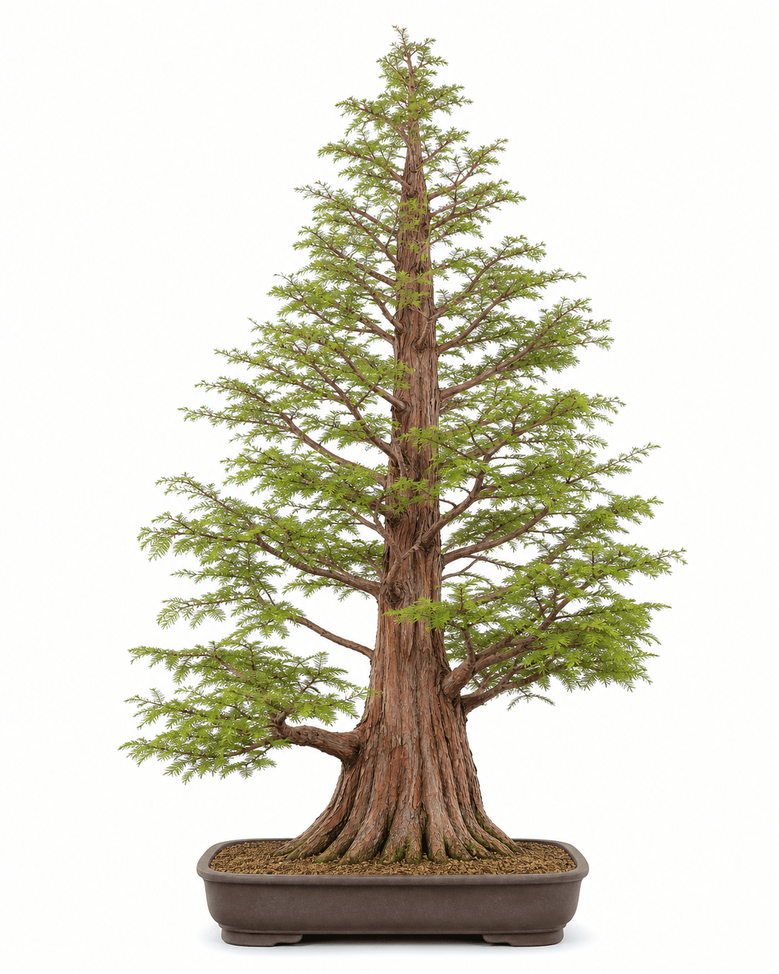 Dawn redwood bonsai with a tall fluted trunk, ascending branches, opposite feathery foliage, and an unglazed rectangular pot