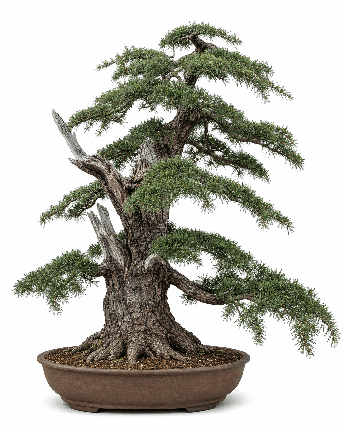 Deodar cedar bonsai with long green needle rosettes, relaxed pendulous branch ends, rugged old bark, structural deadwood, and an unglazed oval pot