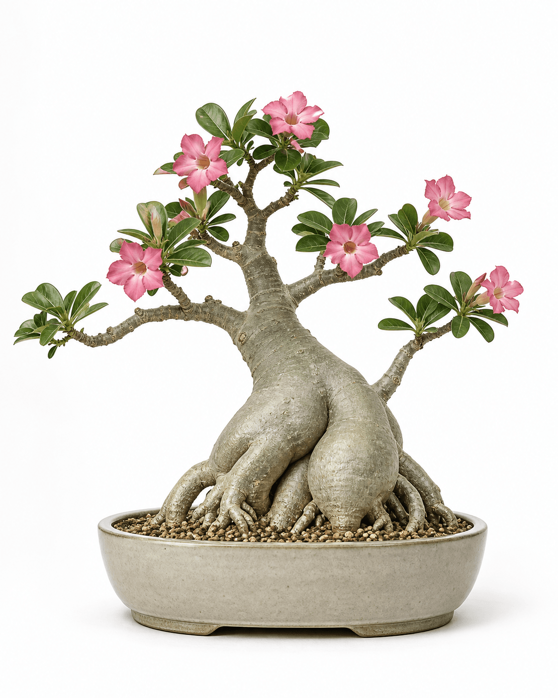 Desert rose bonsai with a swollen exposed caudex, pink trumpet flowers, and a warm bone glazed pot