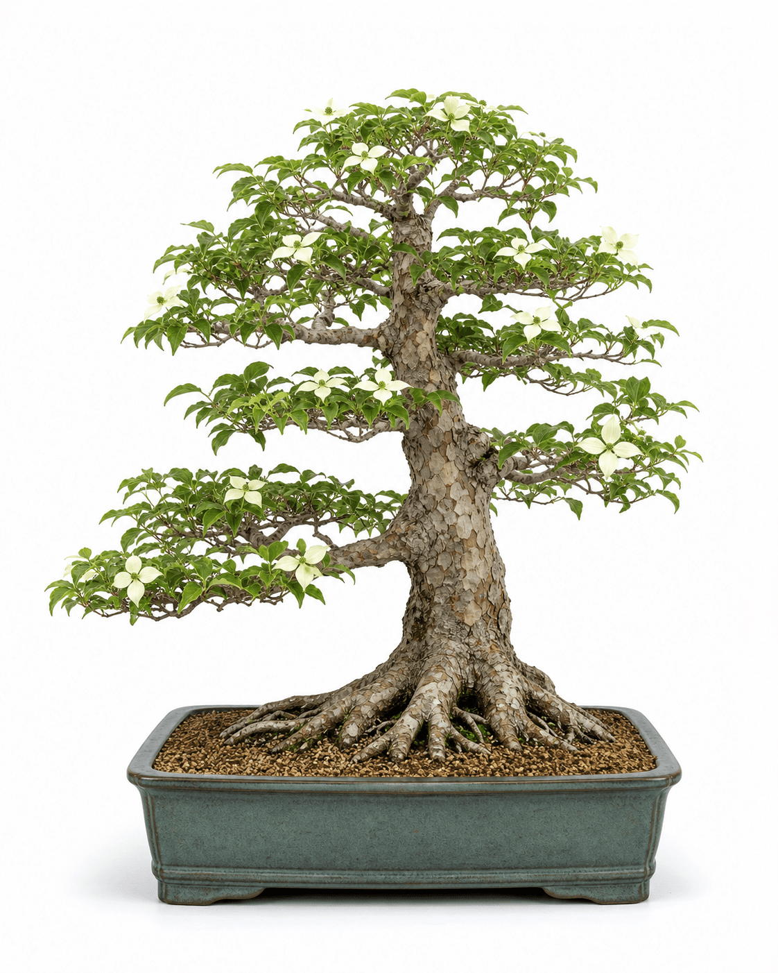 Kousa dogwood bonsai with layered branches, mottled bark, creamy white bracts, and a muted blue-green rectangular pot
