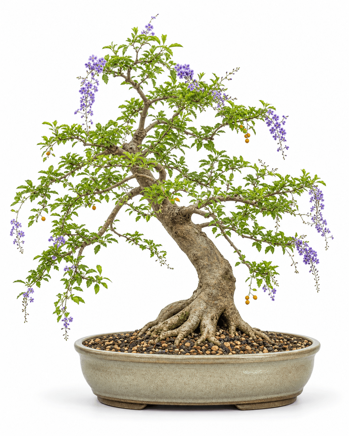Duranta bonsai with small opposite leaves, blue-violet flower racemes, golden fruit, an arching informal-upright trunk, and a muted oval pot