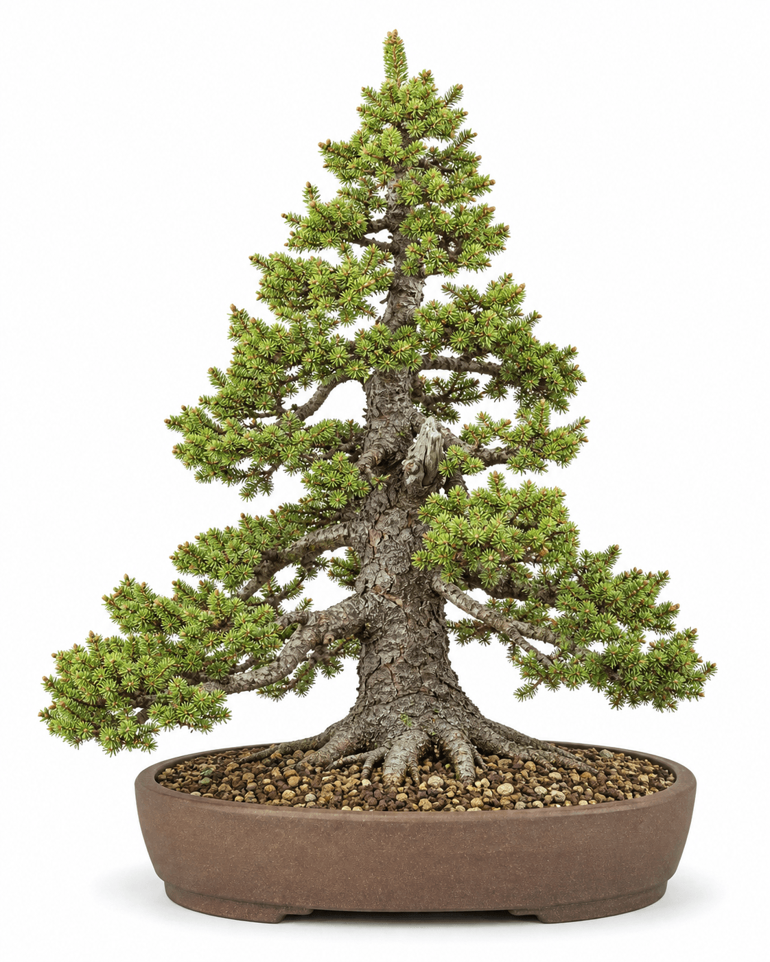 Dwarf Alberta spruce bonsai with short dense light-green radial needles, tight internodes, old scaly bark, and an unglazed oval pot