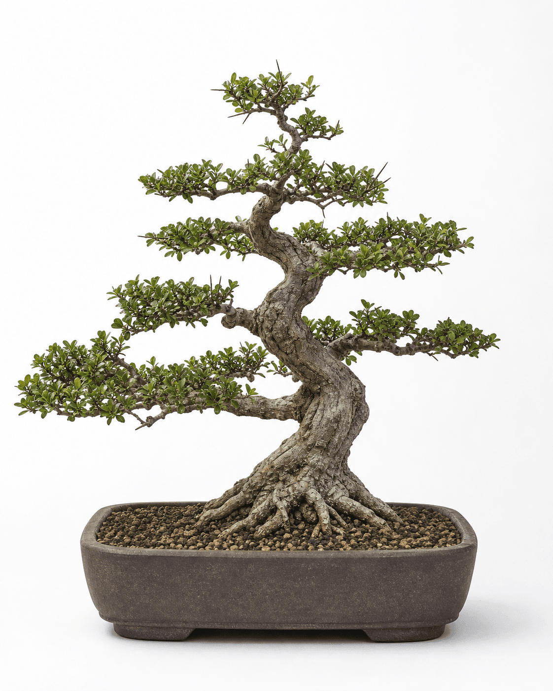 Dwarf black olive bonsai with tiny green leaves, angular thorny branches, a weathered gray trunk, and a dark brown rectangular pot
