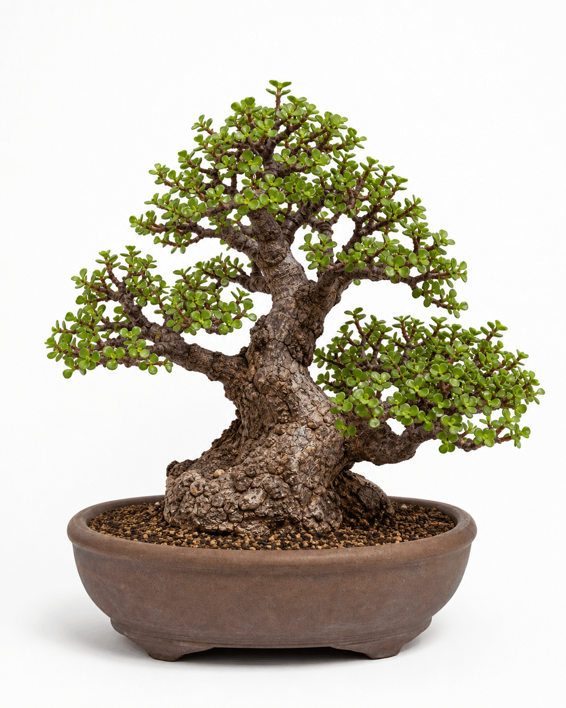 Dwarf jade bonsai with a stout cork-barked trunk, small round leaves, and a warm unglazed oval pot