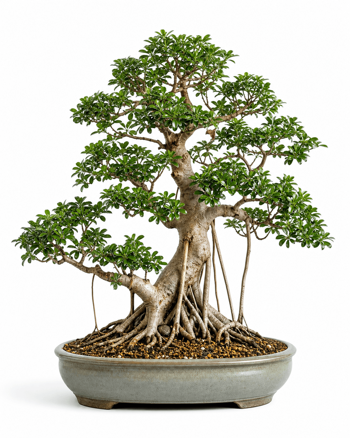 Dwarf umbrella tree bonsai with compact palmate leaf clusters, selective aerial roots, a broad tropical base, and a muted celadon oval pot