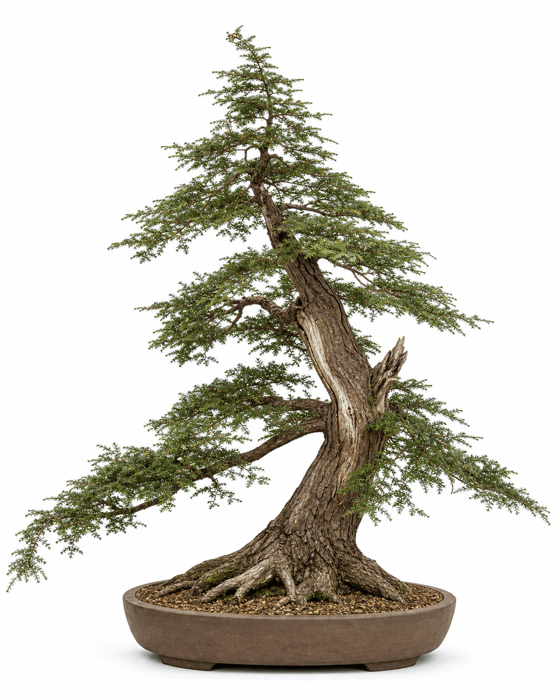 Eastern hemlock bonsai with fine flat needle sprays, a pointed shade-forest crown, weathered gray-brown bark, and an unglazed oval pot