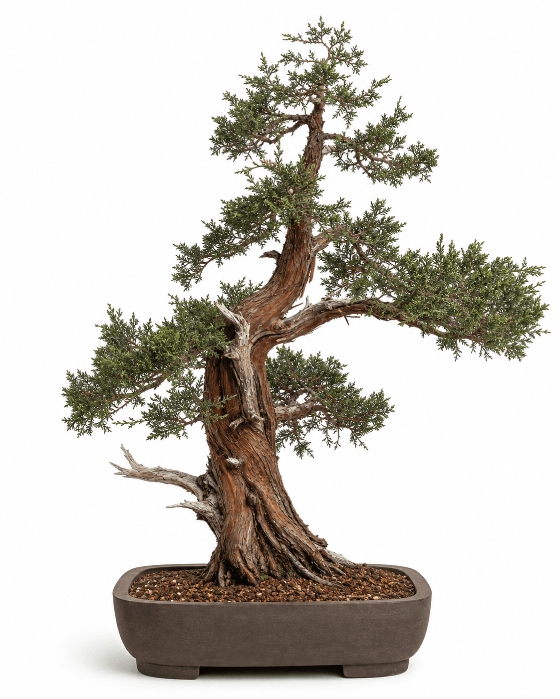 Eastern red cedar bonsai with shredding red-brown bark, sparse dark green scale foliage, restrained deadwood, and an unglazed rectangular pot