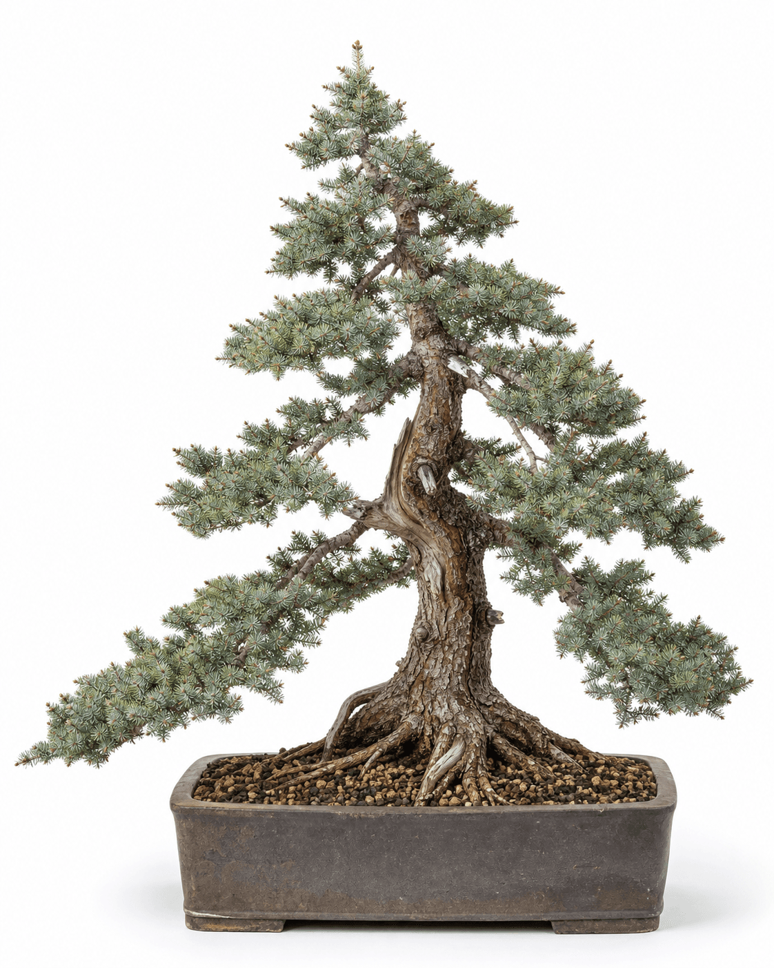 Engelmann spruce bonsai with fine blue-green radial needles, snow-shaped alpine branches, weathered deadwood, and an unglazed rectangular pot