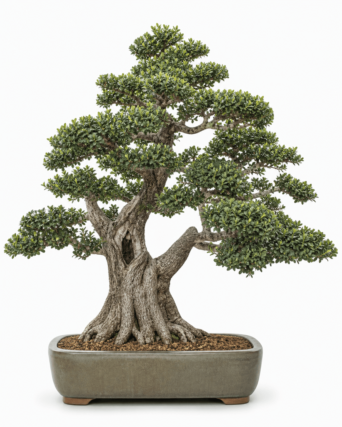 English boxwood bonsai with a broad furrowed trunk, small evergreen leaves, an open billowing crown, and a muted glazed rectangular pot