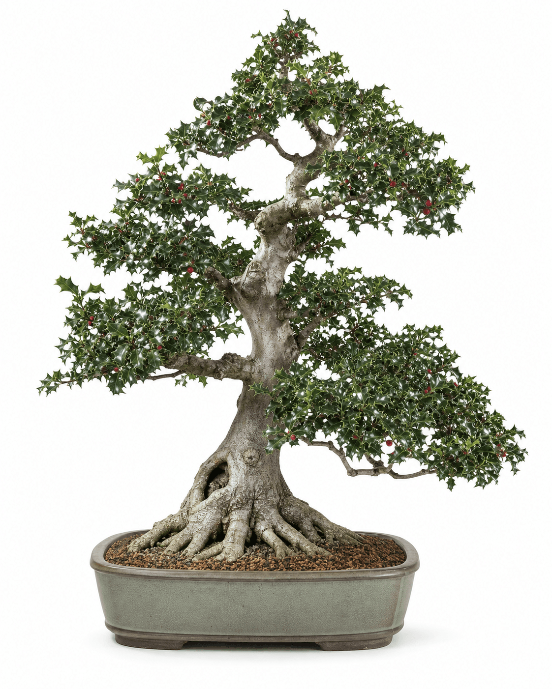 English holly bonsai with a pale old trunk, spiny evergreen leaves, sparse red berries, and a muted glazed rectangular pot